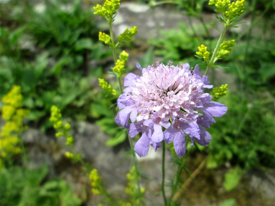 Tauben-Skabiose (Scabiosa columbaria) am Rheinufer im Naturschutzgebiet „Ketscher Rheininsel“