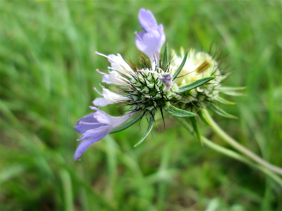 Tauben-Skabiose (Scabiosa columbaria) oberhalb von Fechingen