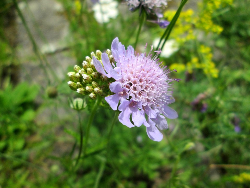 Tauben-Skabiose (Scabiosa columbaria) am Rheinufer im Naturschutzgebiet „Ketscher Rheininsel“