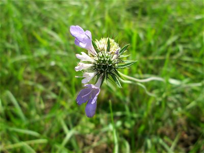 Tauben-Skabiose (Scabiosa columbaria) oberhalb von Fechingen