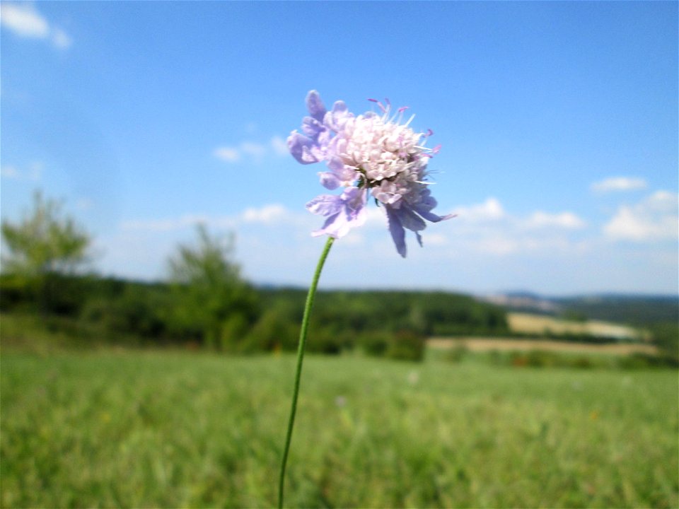 Tauben-Skabiose (Scabiosa columbaria) im Naturschutzgebiet Birzberg