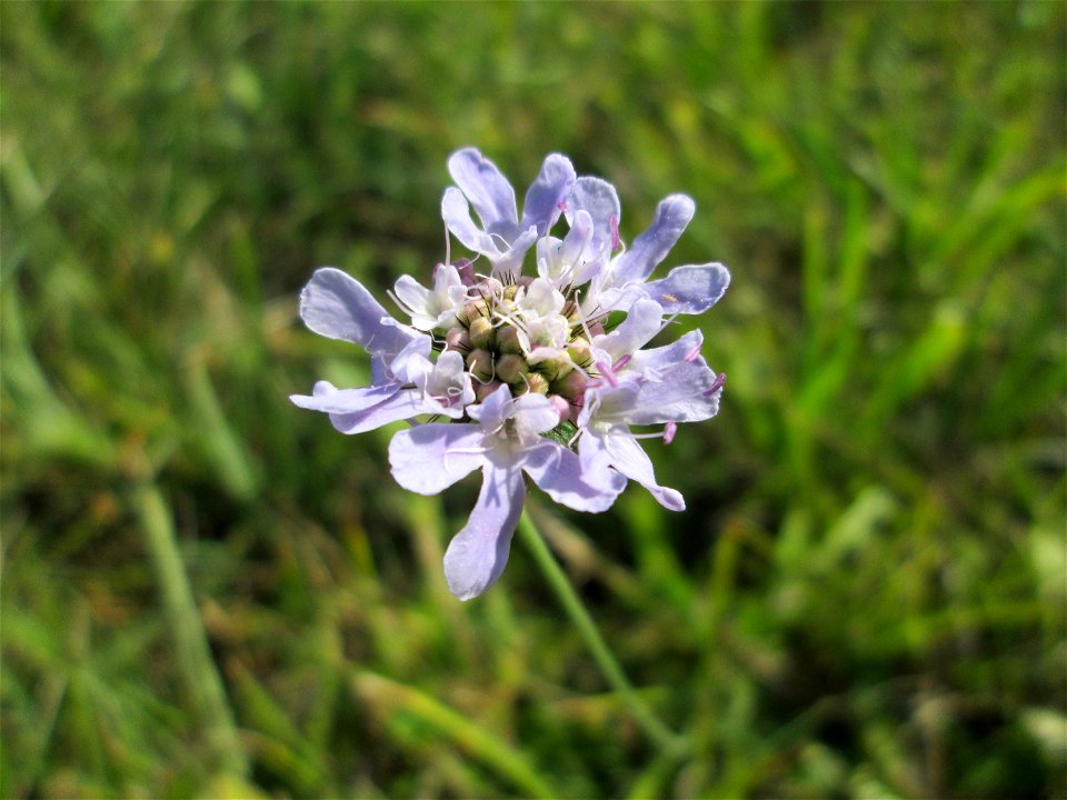 Tauben-Skabiose (Scabiosa columbaria) im Naturschutzgebiet Birzberg