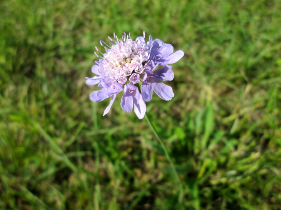 Tauben-Skabiose (Scabiosa columbaria) im Naturschutzgebiet Birzberg