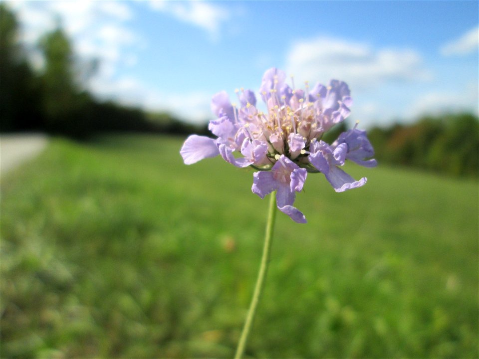 Tauben-Skabiose (Scabiosa columbaria) im Naturschutzgebiet Birzberg, Honigsack/Kappelberghang bei Fechingen