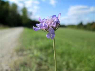 Tauben-Skabiose (Scabiosa columbaria) im Naturschutzgebiet Birzberg, Honigsack/Kappelberghang bei Fechingen photo