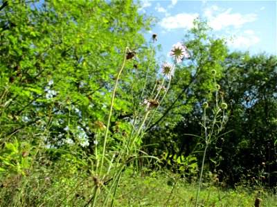 Tauben-Skabiose (Scabiosa columbaria) am Kalksteinbruch im Naturschutzgebiet „Birzberg, Honigsack/Kappelberghang“ photo