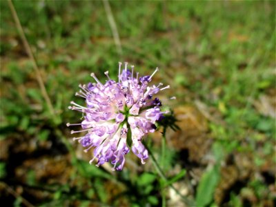 Tauben-Skabiose (Scabiosa columbaria) am Kalksteinbruch im Naturschutzgebiet „Birzberg, Honigsack/Kappelberghang“