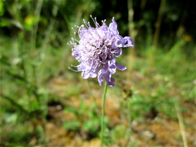 Tauben-Skabiose (Scabiosa columbaria) am Kalksteinbruch im Naturschutzgebiet „Birzberg, Honigsack/Kappelberghang“ photo