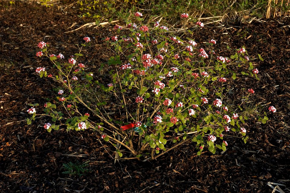 Korean Spice Viburnum.  Belgium.