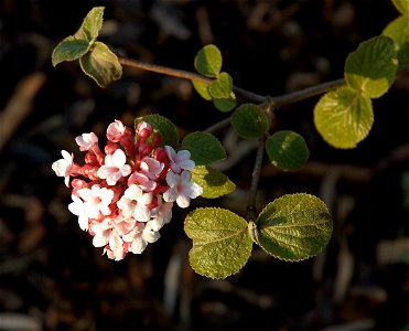 Korean Spice Viburnum. Belgium.