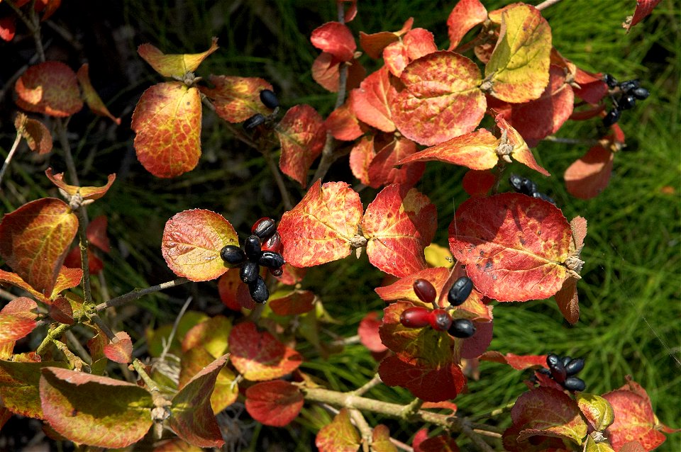 Korean Spice Viburnum
