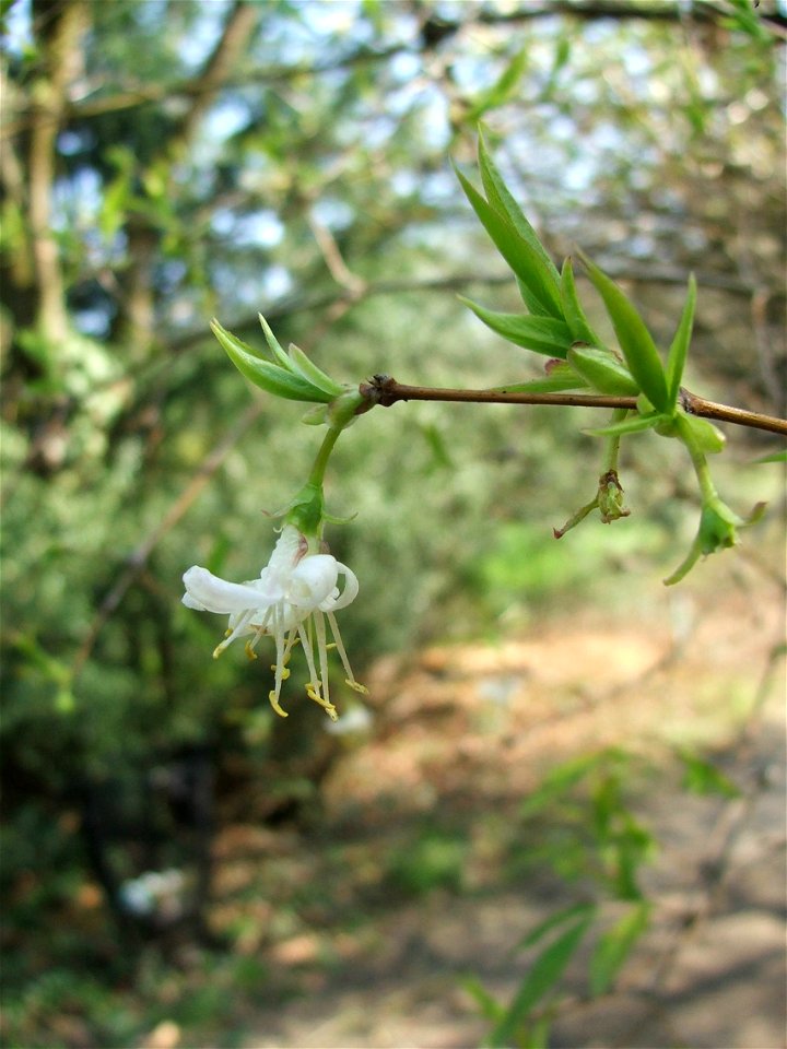Lonicera standishii (syn. Lonicera fragrantissima subsp. standishii) - MTA Botanic Garden, Hungary