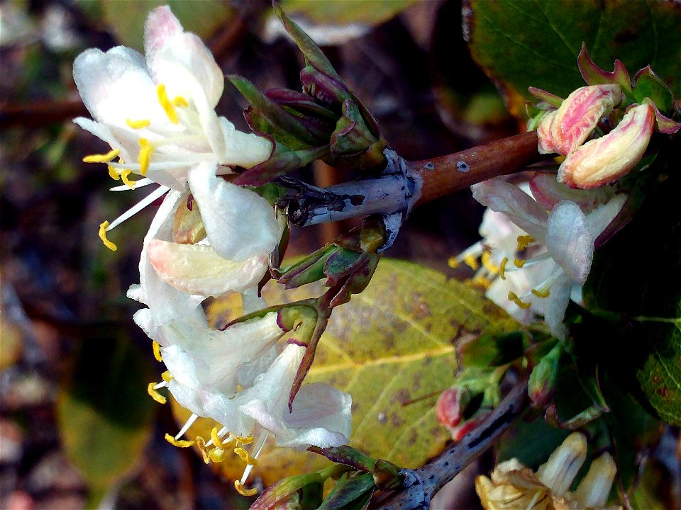 Lonicera × purpusii 'Winter Beauty' ( is a cross between two Chinese honeysuckles L. fragrantissima and L. standishii), flowers closeup in Dehesa  Boyal de Puertollano, Spain