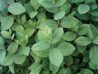 Lonicera × purpusii 'Winter Beauty' ( is a cross between two Chinese honeysuckles L. fragrantissima and L. standishii), leaves in Dehesa Boyal de Puertollano, Spain