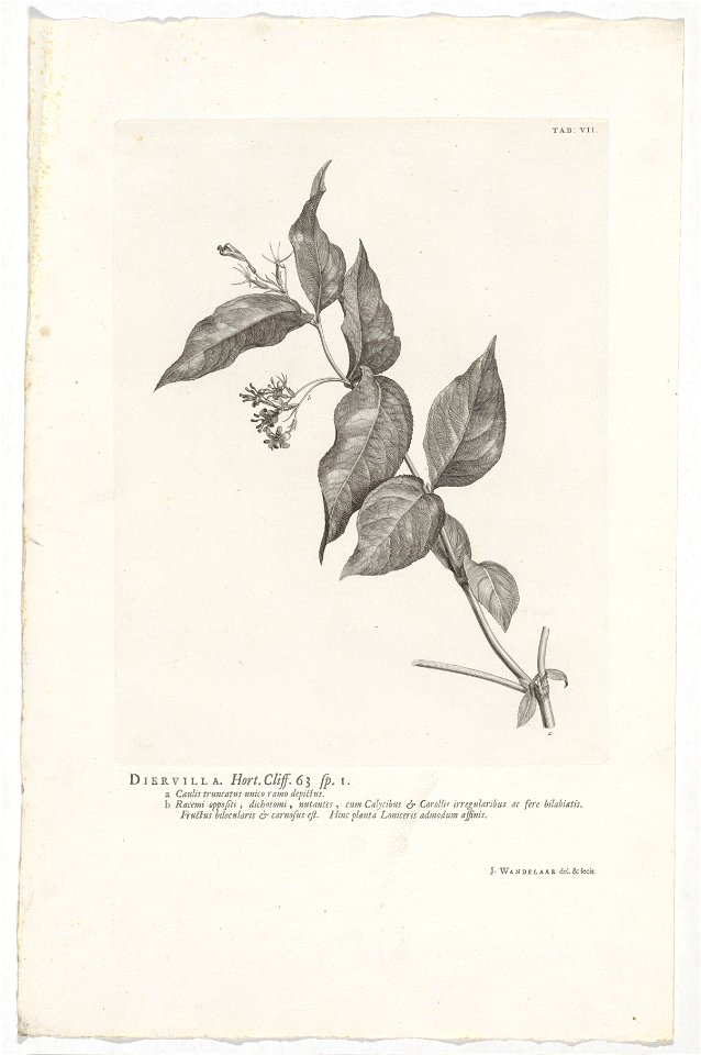 IdentificatieTitel(s): Diervilla loniceraDiervilla. Hort. Cliff. 63 sp. 1 (titel op object)Objecttype: prent boekillustratie Objectnummer: RP-P-OB-61.498Catalogusreferentie: Wurzbach 7Omschrijving: Re