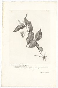 IdentificatieTitel(s): Diervilla loniceraDiervilla. Hort. Cliff. 63 sp. 1 (titel op object)Objecttype: prent boekillustratie Objectnummer: RP-P-OB-61.498Catalogusreferentie: Wurzbach 7Omschrijving: Re