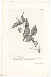 IdentificatieTitel(s): Diervilla loniceraDiervilla. Hort. Cliff. 63 sp. 1 (titel op object)Objecttype: prent boekillustratie Objectnummer: RP-P-OB-61.498Catalogusreferentie: Wurzbach 7Omschrijving: Re photo