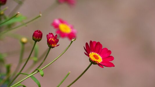 Flowers pink korea