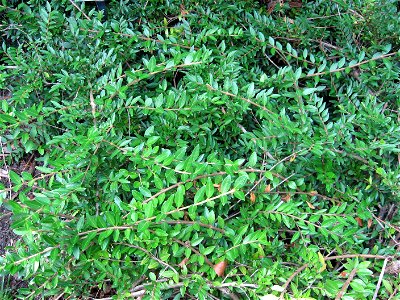 A picture of Lonicera pileata.