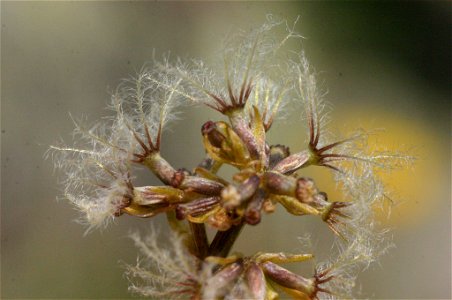 Valeriana celtica photo