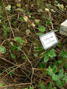 Lonicera etrusca, Mount Scopus