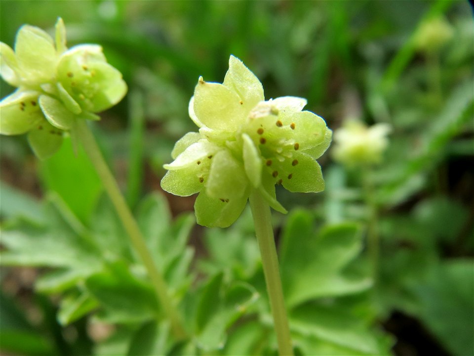 Moschuskraut (Adoxa moschatellina) an der Saar bei Grosbliederstroff