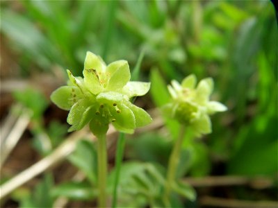 Moschuskraut (Adoxa moschatellina) an der Saar bei Grosbliederstroff