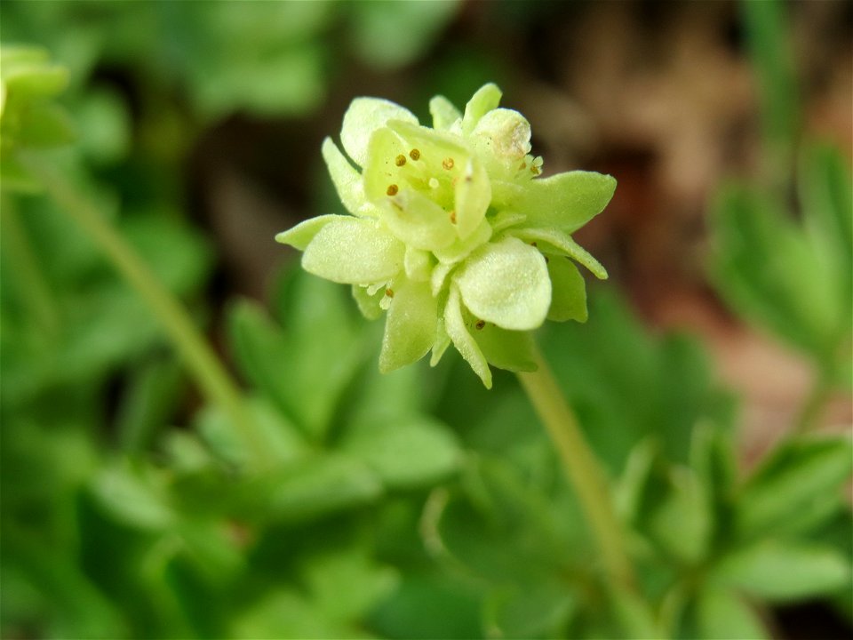 Moschuskraut (Adoxa moschatellina) an der Saar bei Grosbliederstroff