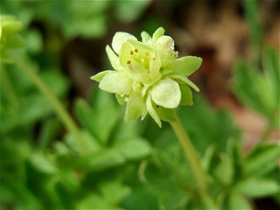 Moschuskraut (Adoxa moschatellina) an der Saar bei Grosbliederstroff