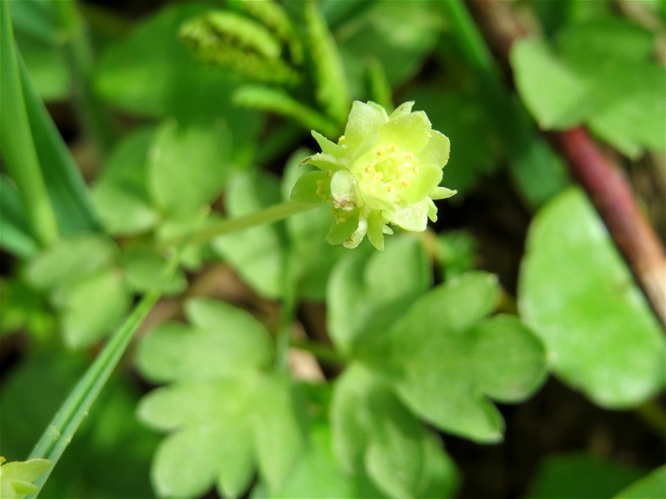 Moschuskraut (Adoxa moschatellina) an der Saar bei Grosbliederstroff