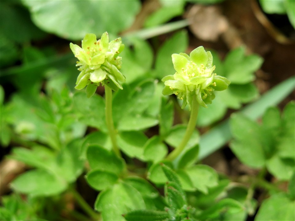 Moschuskraut (Adoxa moschatellina) an der Saar bei Grosbliederstroff