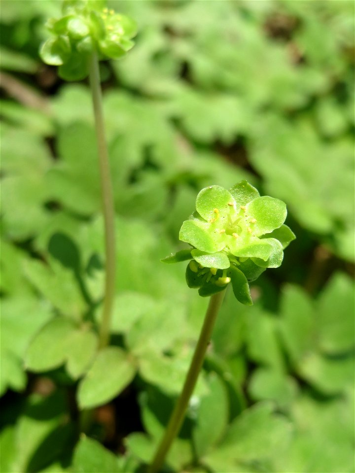 Moschuskraut (Adoxa moschatellina) an der Saar in Saarbrücken