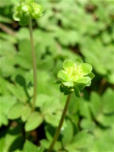 Moschuskraut (Adoxa moschatellina) an der Saar in Saarbrücken