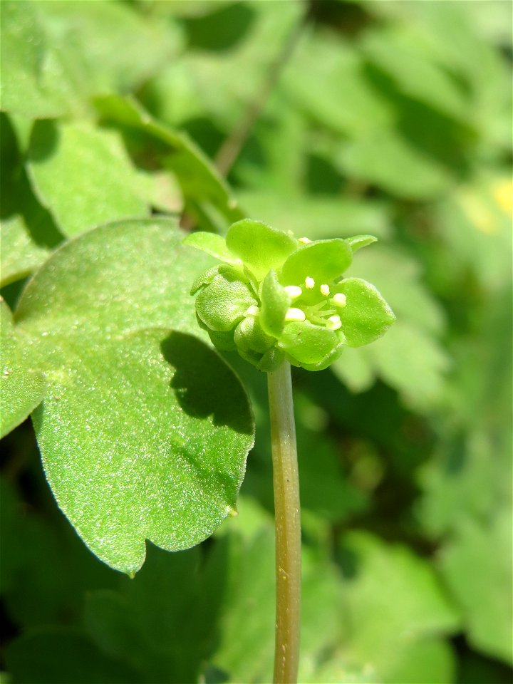 Moschuskraut (Adoxa moschatellina) an der Saar in Saarbrücken