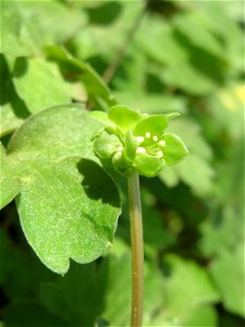 Moschuskraut (Adoxa moschatellina) an der Saar in Saarbrücken