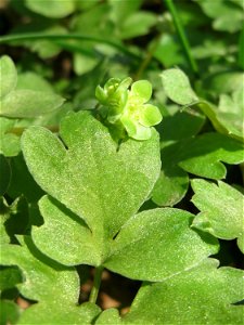 Moschuskraut (Adoxa moschatellina) an der Saar in Saarbrücken