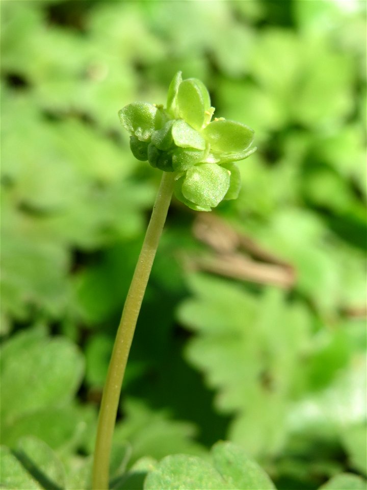 Moschuskraut (Adoxa moschatellina) an der Saar in Saarbrücken