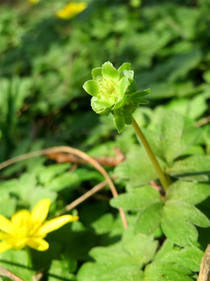 Moschuskraut (Adoxa moschatellina) an der Saar in Saarbrücken