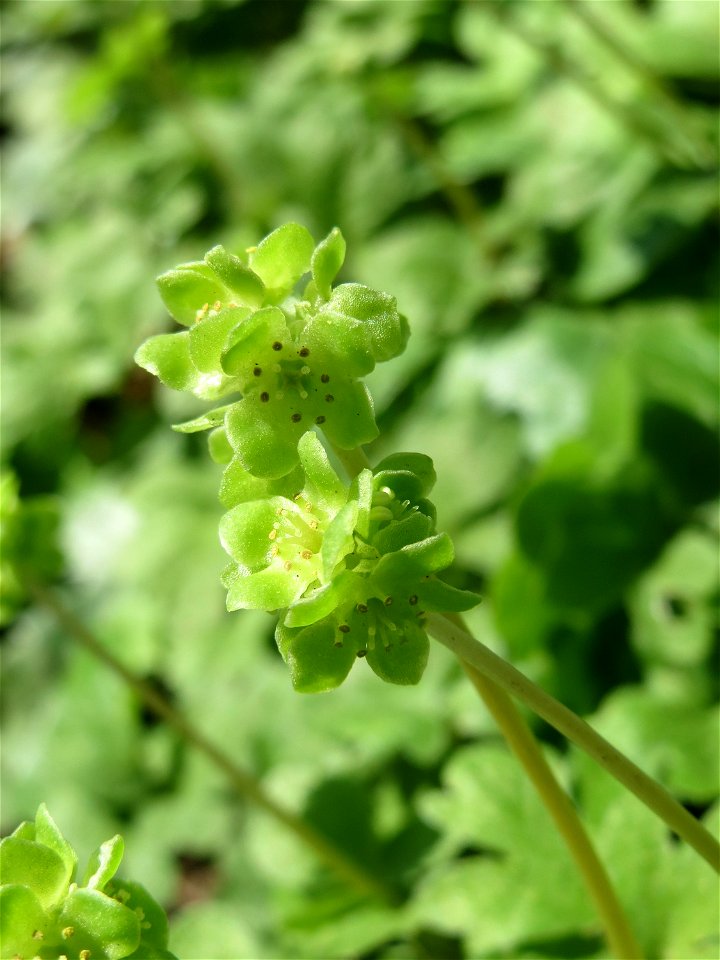 Moschuskraut (Adoxa moschatellina) an der Saar in Saarbrücken