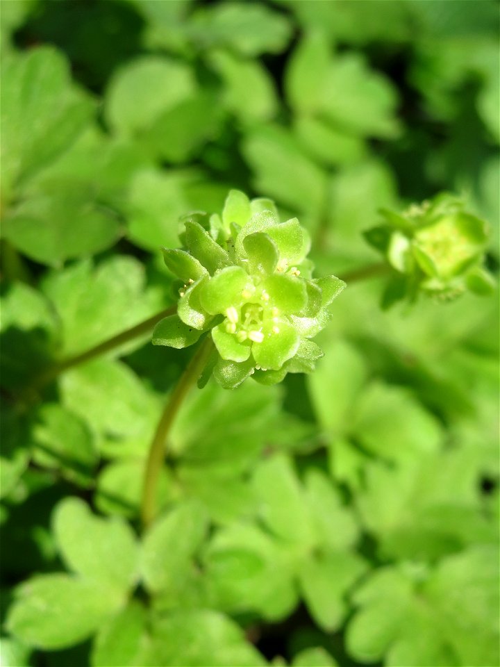 Moschuskraut (Adoxa moschatellina) an der Saar in Saarbrücken