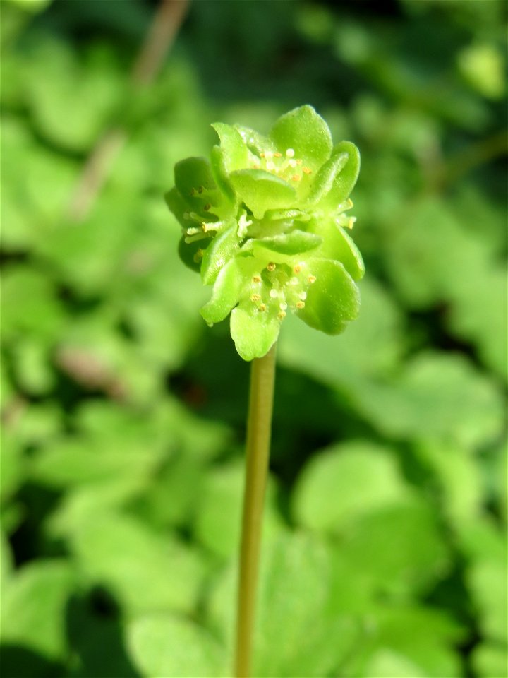 Moschuskraut (Adoxa moschatellina) an der Saar in Saarbrücken
