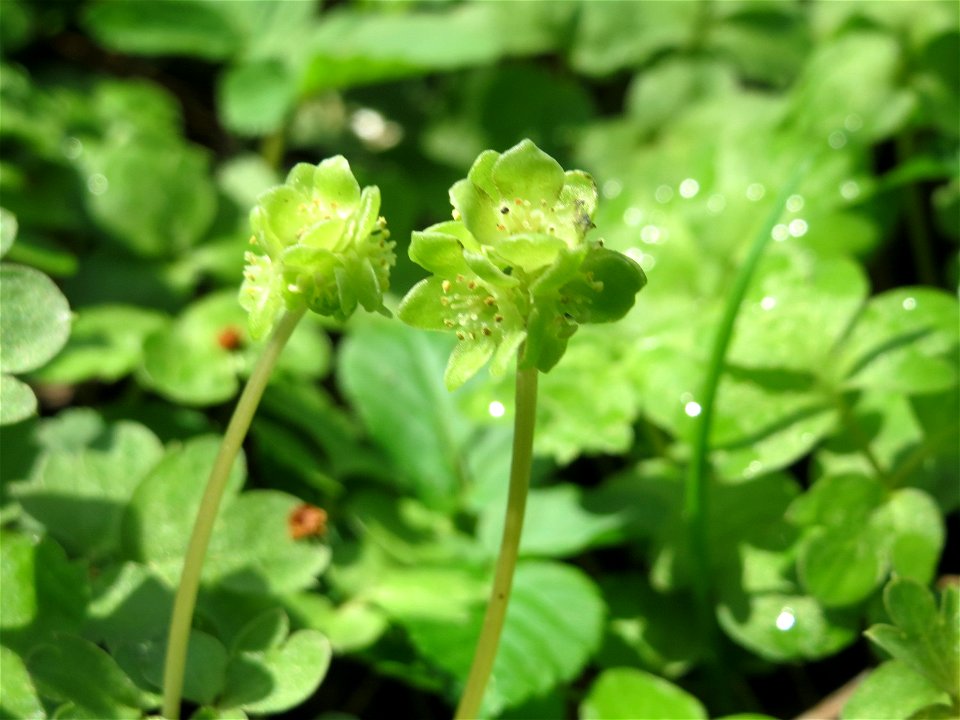 Moschuskraut (Adoxa moschatellina) an der Saar in Saarbrücken