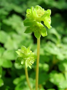 Moschuskraut (Adoxa moschatellina) an der Saar in Saarbrücken