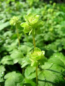 Moschuskraut (Adoxa moschatellina) an der Saar in Saarbrücken