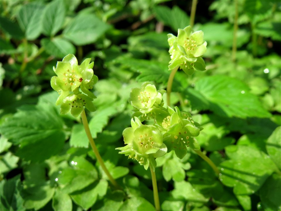 Moschuskraut (Adoxa moschatellina) an der Saar in Saarbrücken