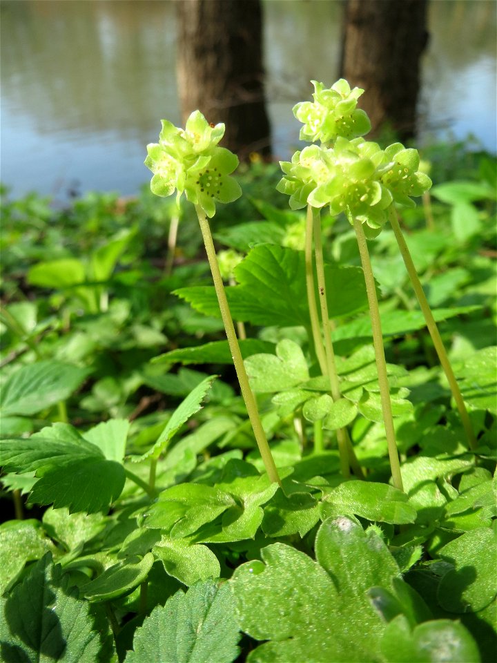 Moschuskraut (Adoxa moschatellina) an der Saar in Saarbrücken