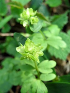 Moschuskraut (Adoxa moschatellina) im Saubusch in der Schwetzinger Hardt
