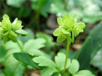 Moschuskraut (Adoxa moschatellina) im Saubusch in der Schwetzinger Hardt