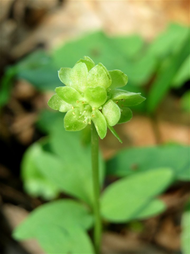 Moschuskraut (Adoxa moschatellina) im Saubusch in der Schwetzinger Hardt