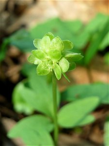 Moschuskraut (Adoxa moschatellina) im Saubusch in der Schwetzinger Hardt